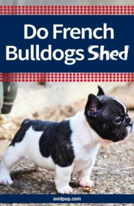 Do-French-Bulldogs-Shed-&-how-to-Minimize-it - Avid Pup