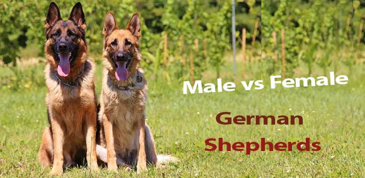 Female vs. Male German Shepherd Traits 